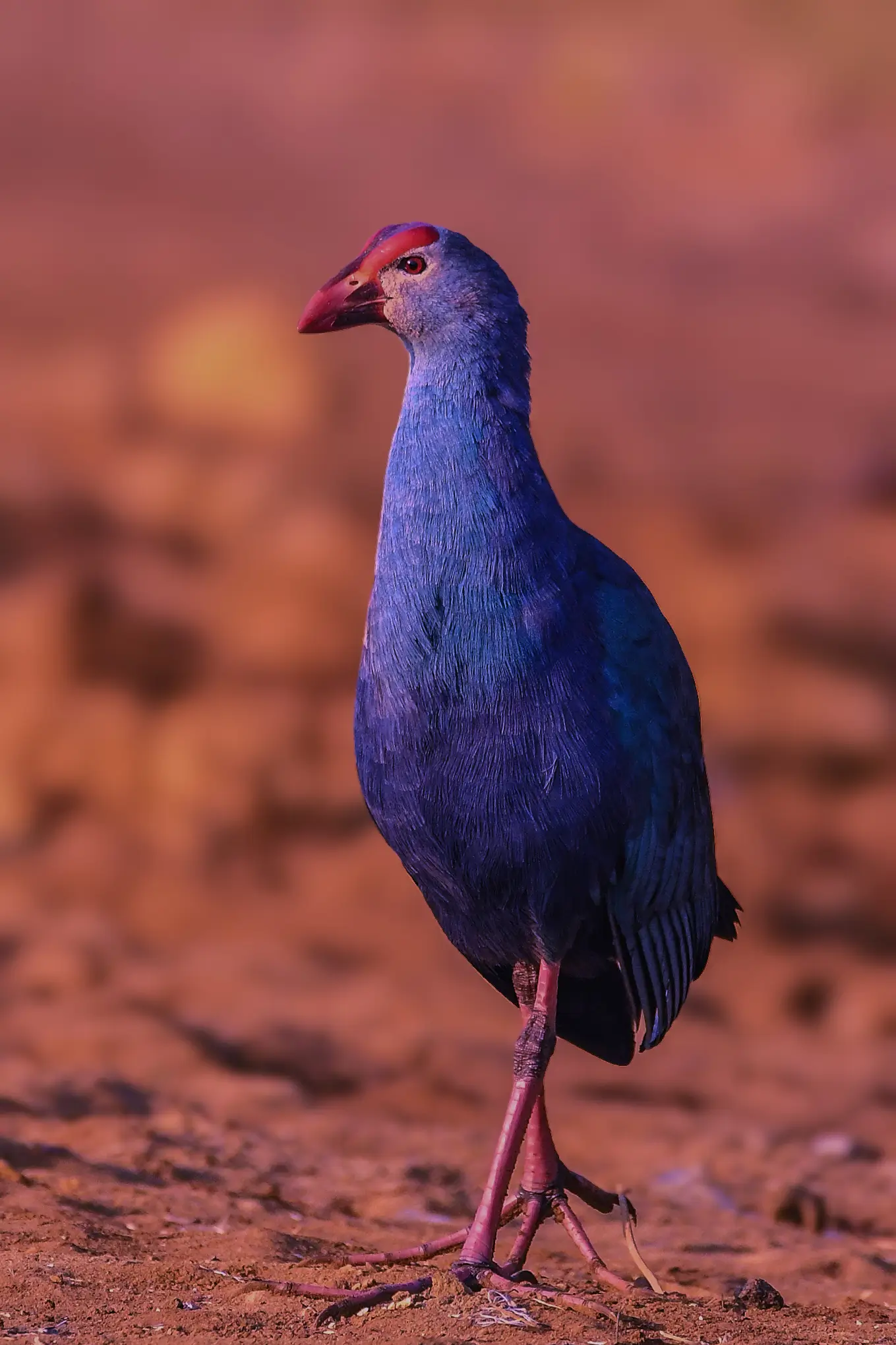 Photograph of The Week