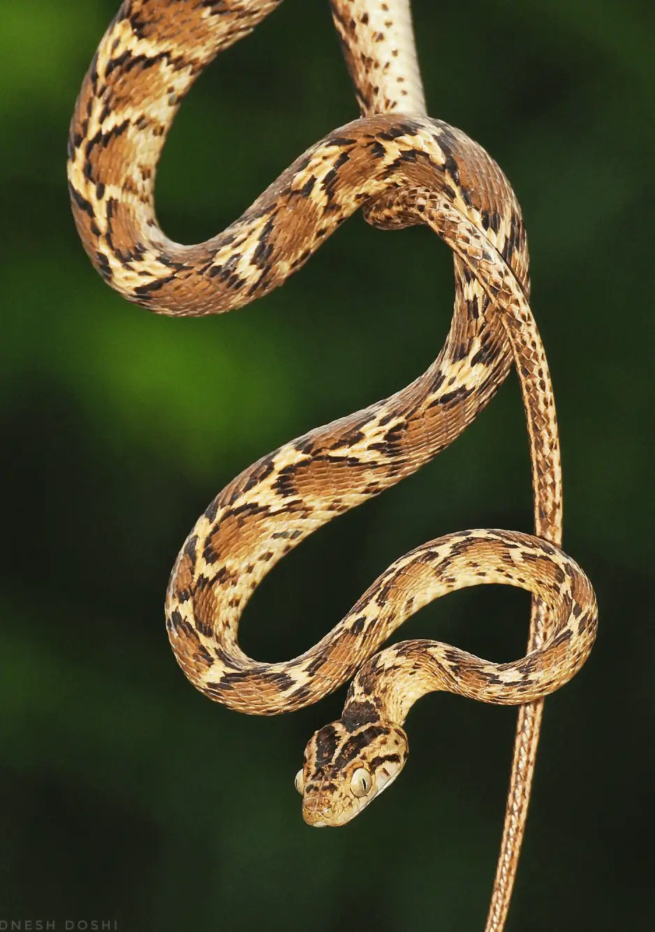 Common Cat Snake