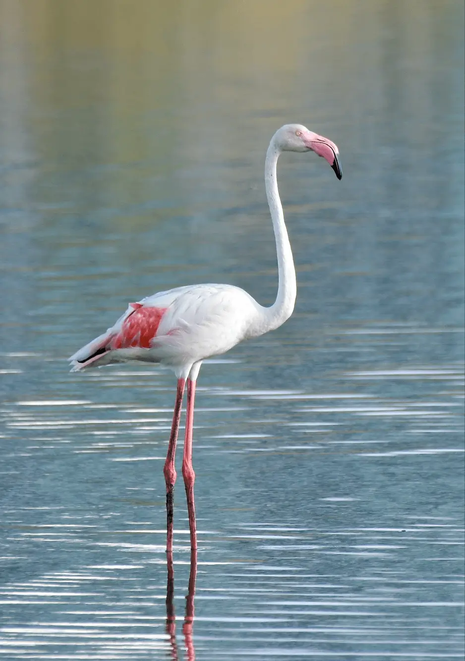 Greater Flamingo