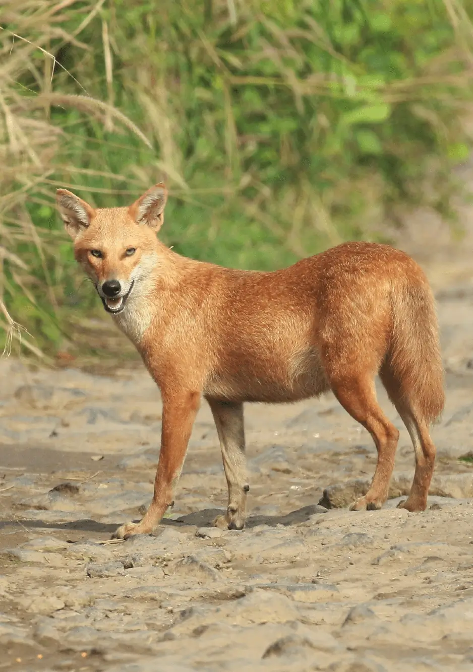 Indian Jackal
