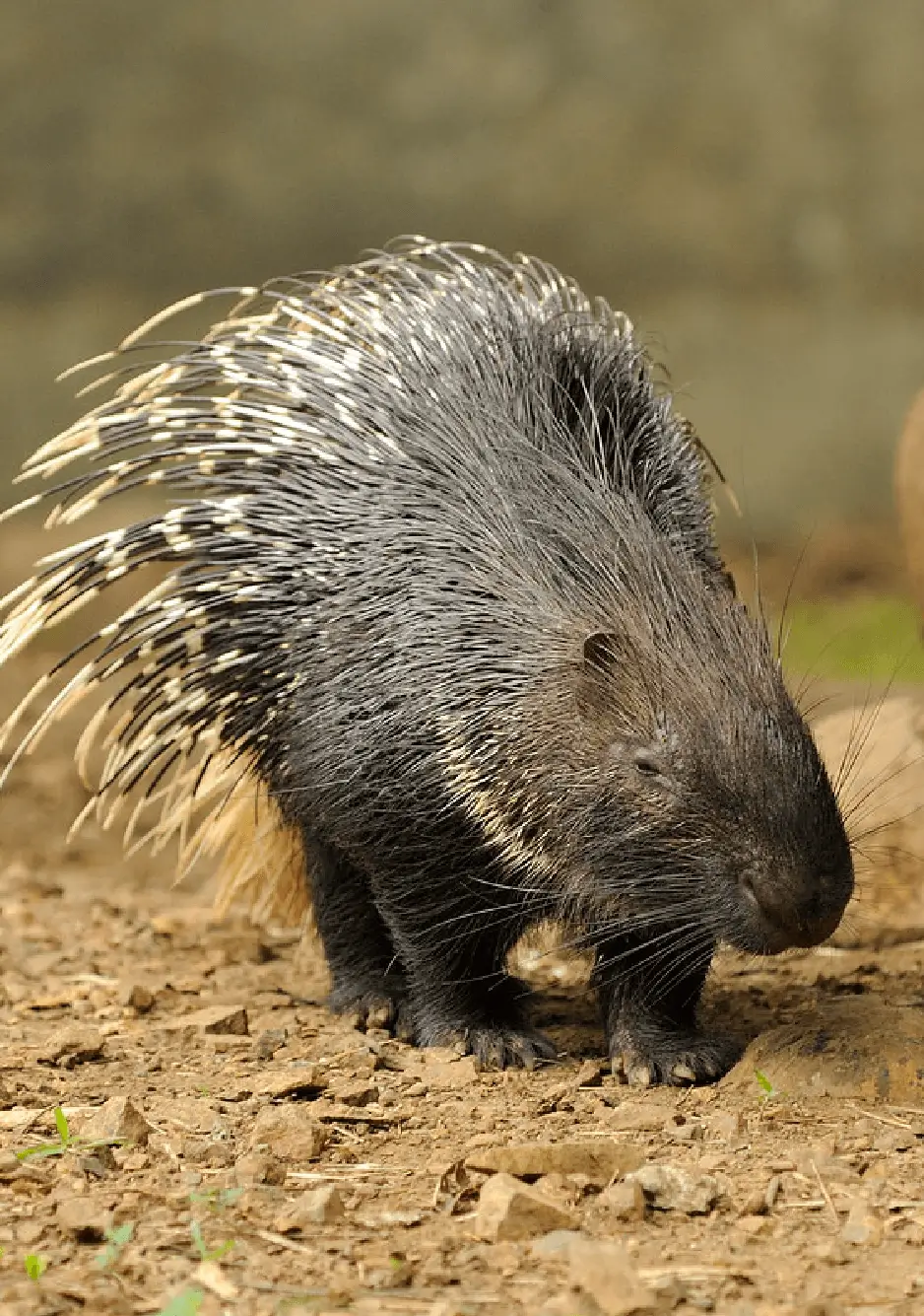 Indian Porcupine