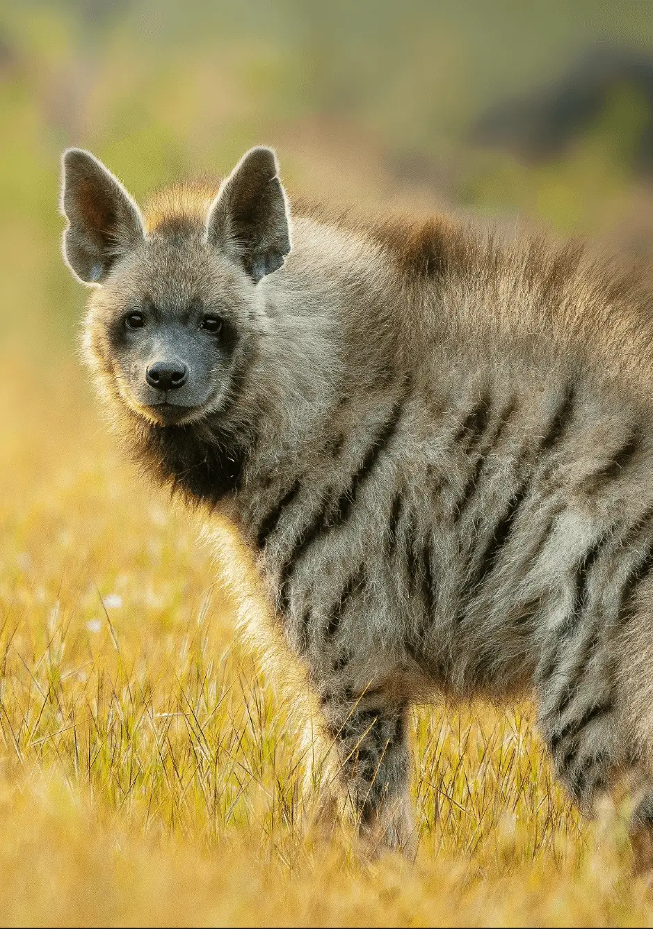 Striped Hyena