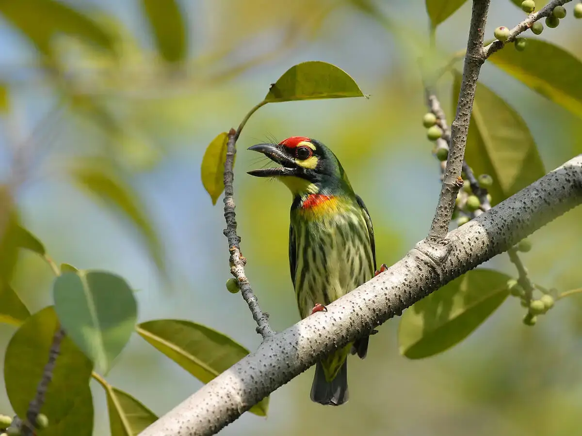 Coppersmith Barbet