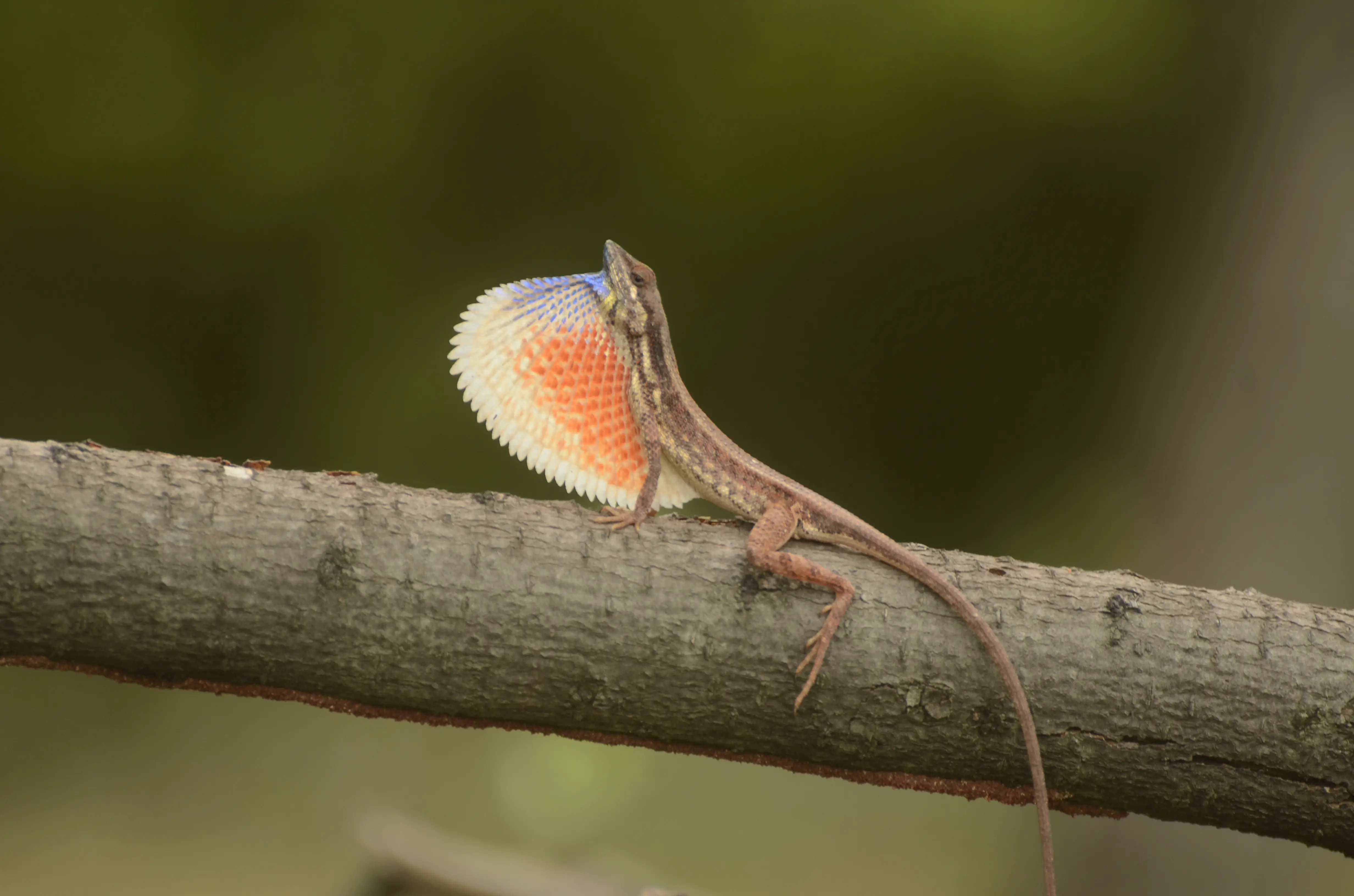 Fan Throated Lizard